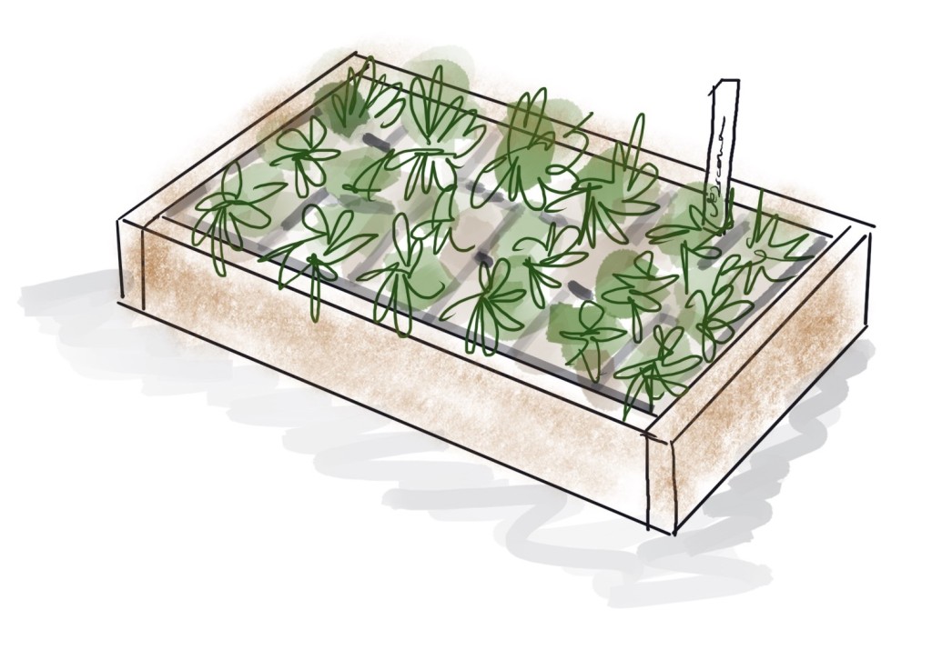 sketch of plant flat by Sue Goetz